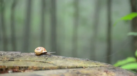 Snail on a stump moving slowly Stock Footage 52931738