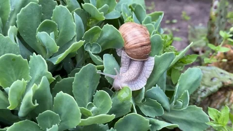 Snail on Succulents Stock Footage 313657068