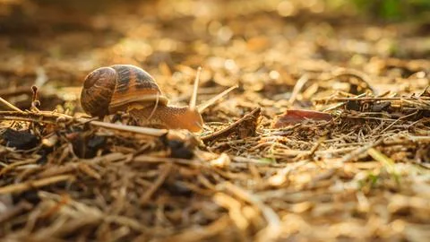 Snail in the sun Stock Photos