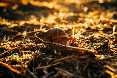 Snail in the sun Foto stock
