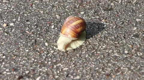 Snail on sunlight Stock Footage 53056919