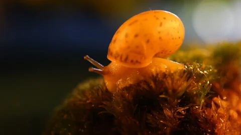 Snail at sunset 動画素材 91325373