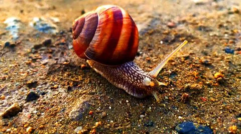 Snail at sunset Stockfoto's