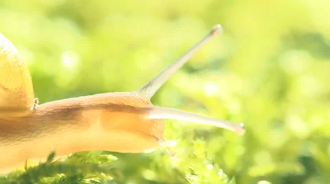 Snail In Sunshine On Moss Video stock 36646191