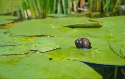 Snail on the surface of a lily leaf. River flora and fauna. Stock Photos