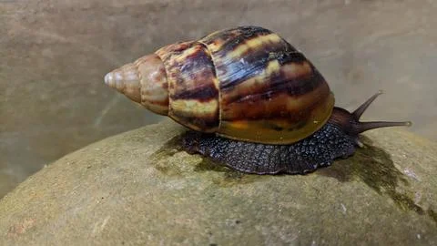 A snail is on the surface of a rock Stock Photos