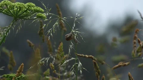 Snail on a Swaying Blade 스톡 동영상 297321676