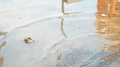 Snail Swimming In A Puddle Stock Footage 140354636