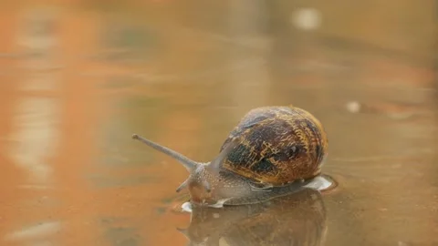 Snail Swimming In A Puddle Stock Footage 140354653