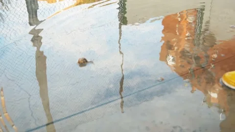 Snail Swimming In A Puddle Stock Footage 140356032