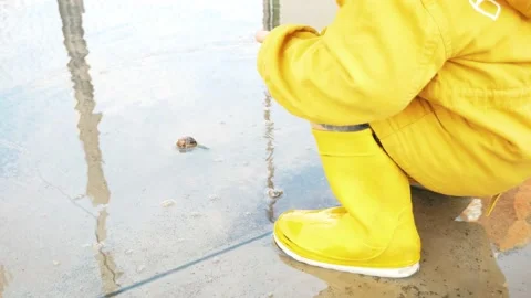 Snail Swimming In A Puddle Stock Footage 140356045