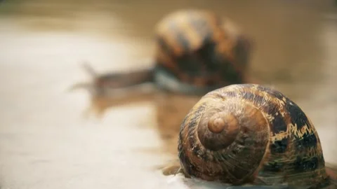 Snail Swimming In A Puddle Stock Footage 140620267