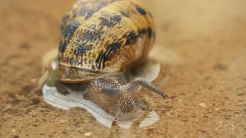 Snail Swimming In A Puddle Stock Footage 140620272