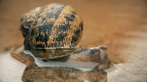 Snail Swimming In A Puddle Stock Footage 140620288