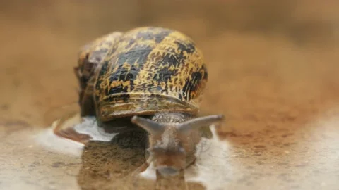 Snail Swimming In A Puddle Stock Footage 140620289