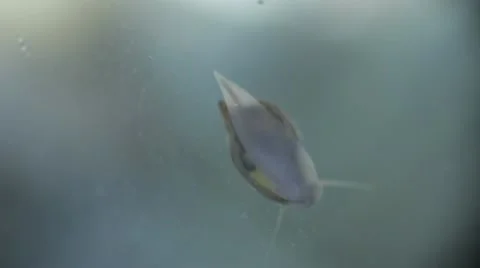 Snail Swimming Underwater Creatures 스톡 동영상 10722647