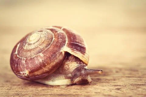 Snail on the table Stock Photos
