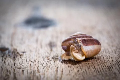 Snail on the table Foto stock