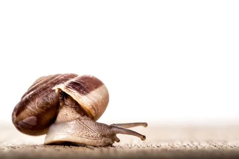 Snail on the table Stock Photos