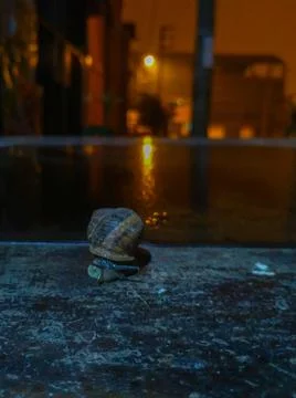A snail on a table Photos