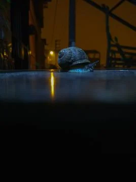 A snail on a table Photos