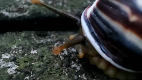 The snail tentacle moving Stock Footage 219909848
