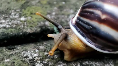 Snail tentacle moving Stock Footage 219912121