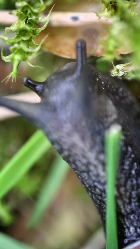 Snail Tentacles Moving Slowly Close Up Shot Video stock 341770894