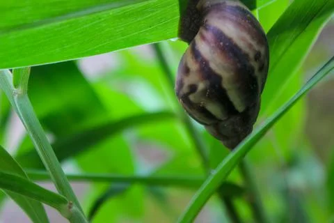A snail with a textured shell clinging to a leaf. Stock Photos
