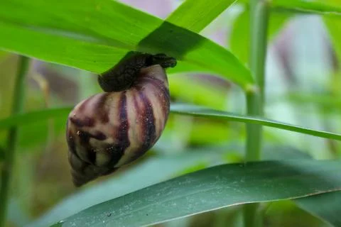 A snail with a textured shell clinging to a leaf. Stock Photos