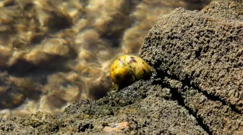 Snail in Tide Pool 스톡 동영상 12110891