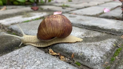 Snail on the tile. Video stock 232931273