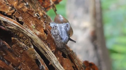 Snail on timber in tropical rain forest. Video stock 84317376