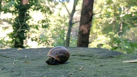 Snail time laps Stock Footage 118428207