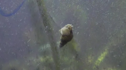 Snail time lapse in fish tank 스톡 동영상 161064562