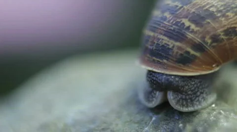 Snail Time lapse sequence Stock Footage 352163