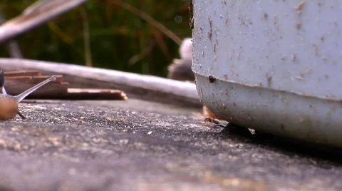Snail timelapse 01 Stock-Footage 70553