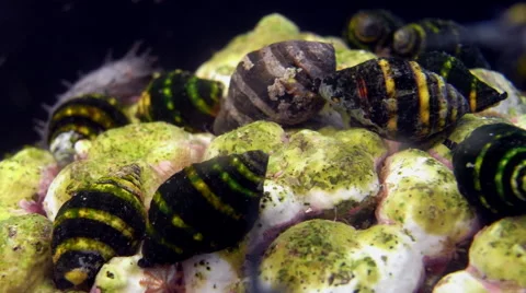 Snail Timelapse Background Sea Cucumber Stock Footage 66577751
