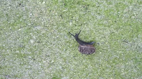 Snail Timelapse Stock Footage 11429594