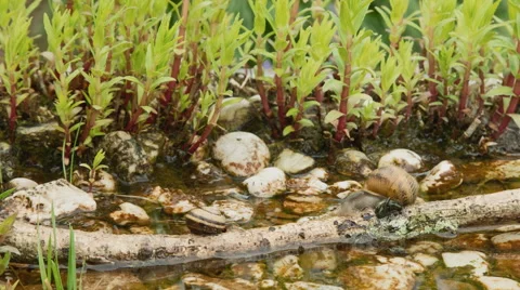 Snail timelapse Stock-Footage 63505574