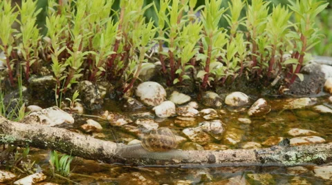 Snail timelapse Stock-Footage 63505653