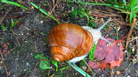 Snail timelapse Stock Footage 65849742
