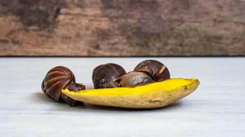 SNAIL TIMELAPSE Vídeo Stock 130489368