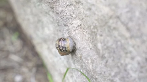 Snail timelapse Stock Footage 139095211