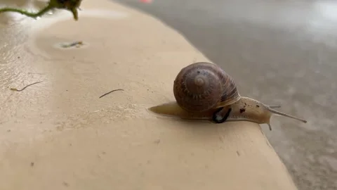 Snail timelapse Stock Footage 175852810