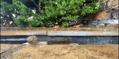 Snail Timelapse Stock Footage 248016642