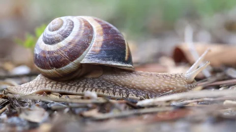 Snail Timelapse In The Forest Stock Footage 52438274