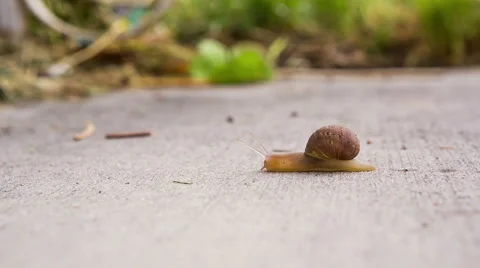 Snail timelapse moving fast Stock Footage 51652512