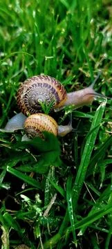 Snail together Stock Photos