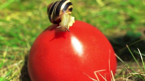 Snail on the tomato Stock Footage 52370131